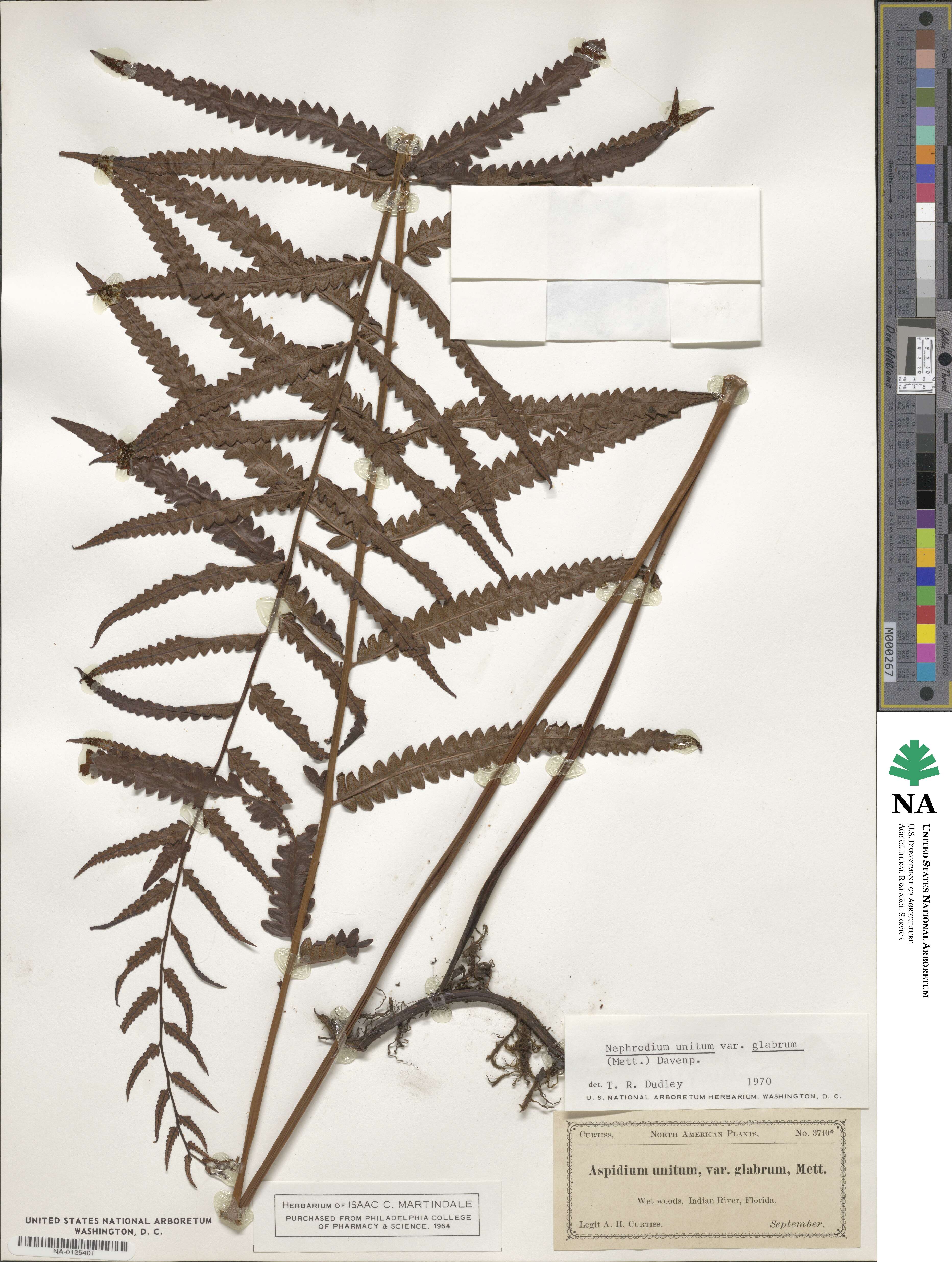 Cyclosorus interruptus image