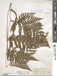 Parapolystichum effusum subsp. effusum image