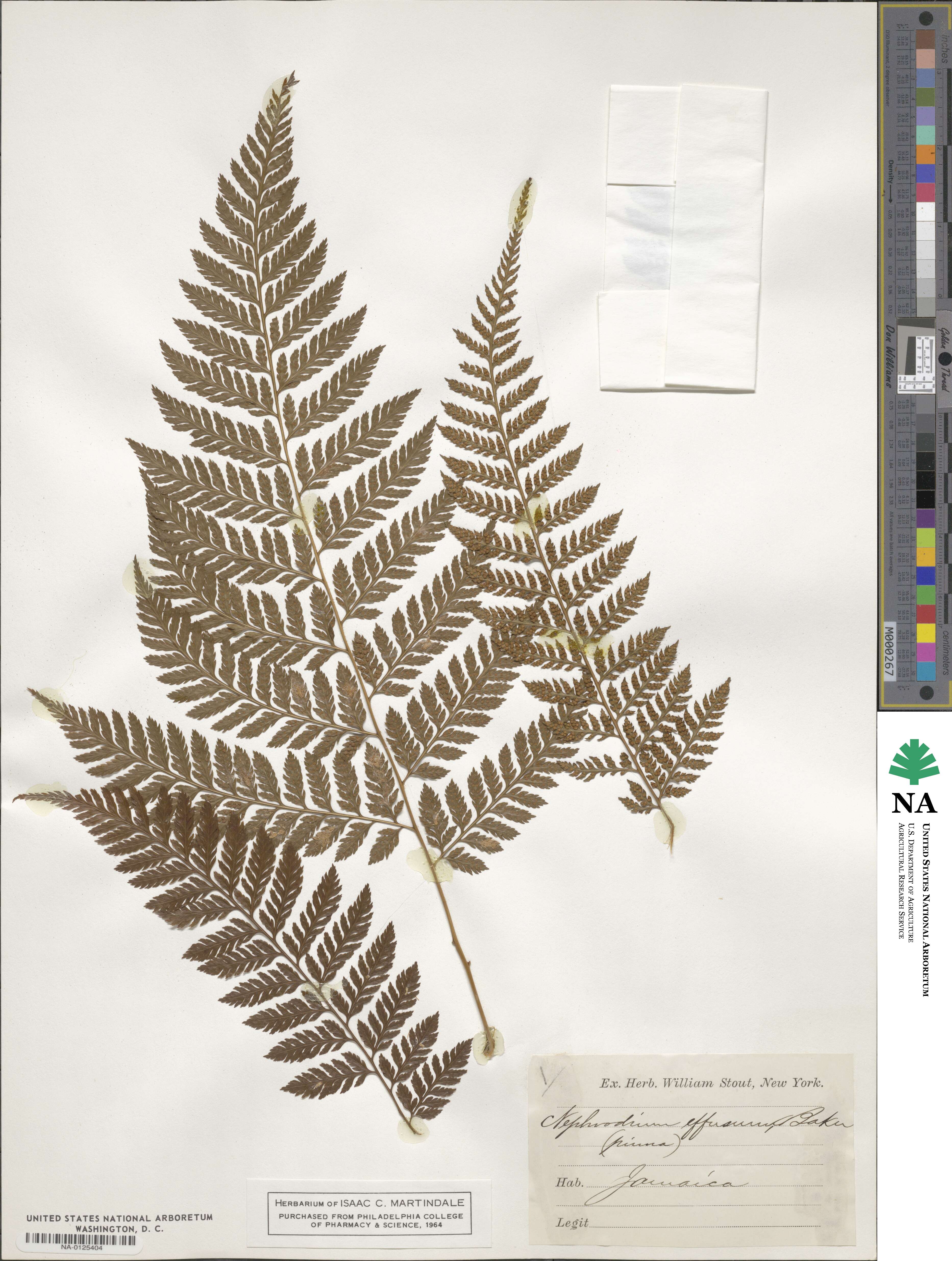 Parapolystichum effusum subsp. effusum image
