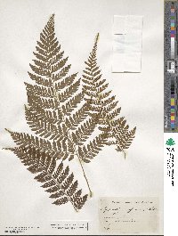 Parapolystichum effusum image