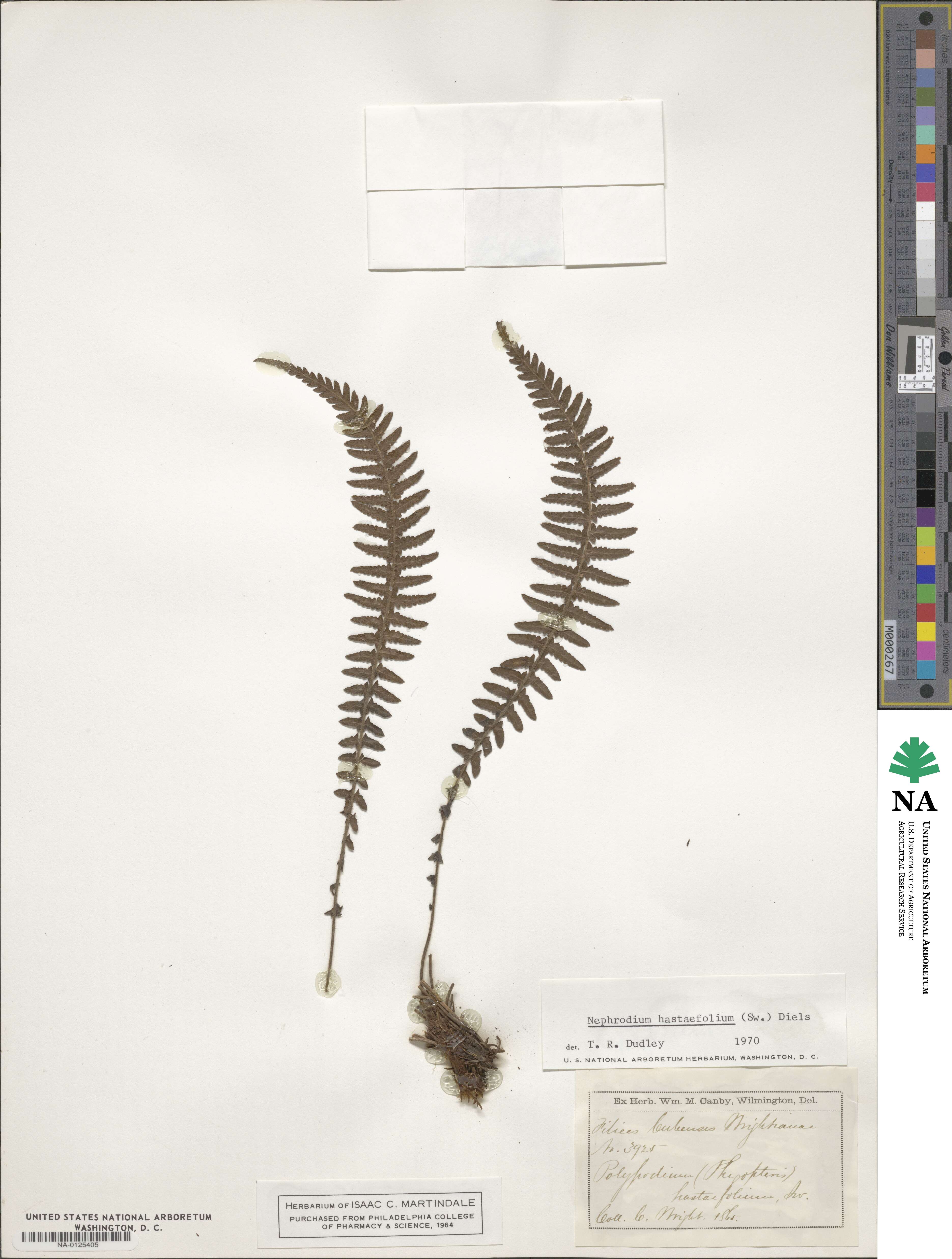 Goniopteris sagittata image