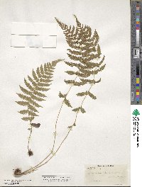 Christella dentata image