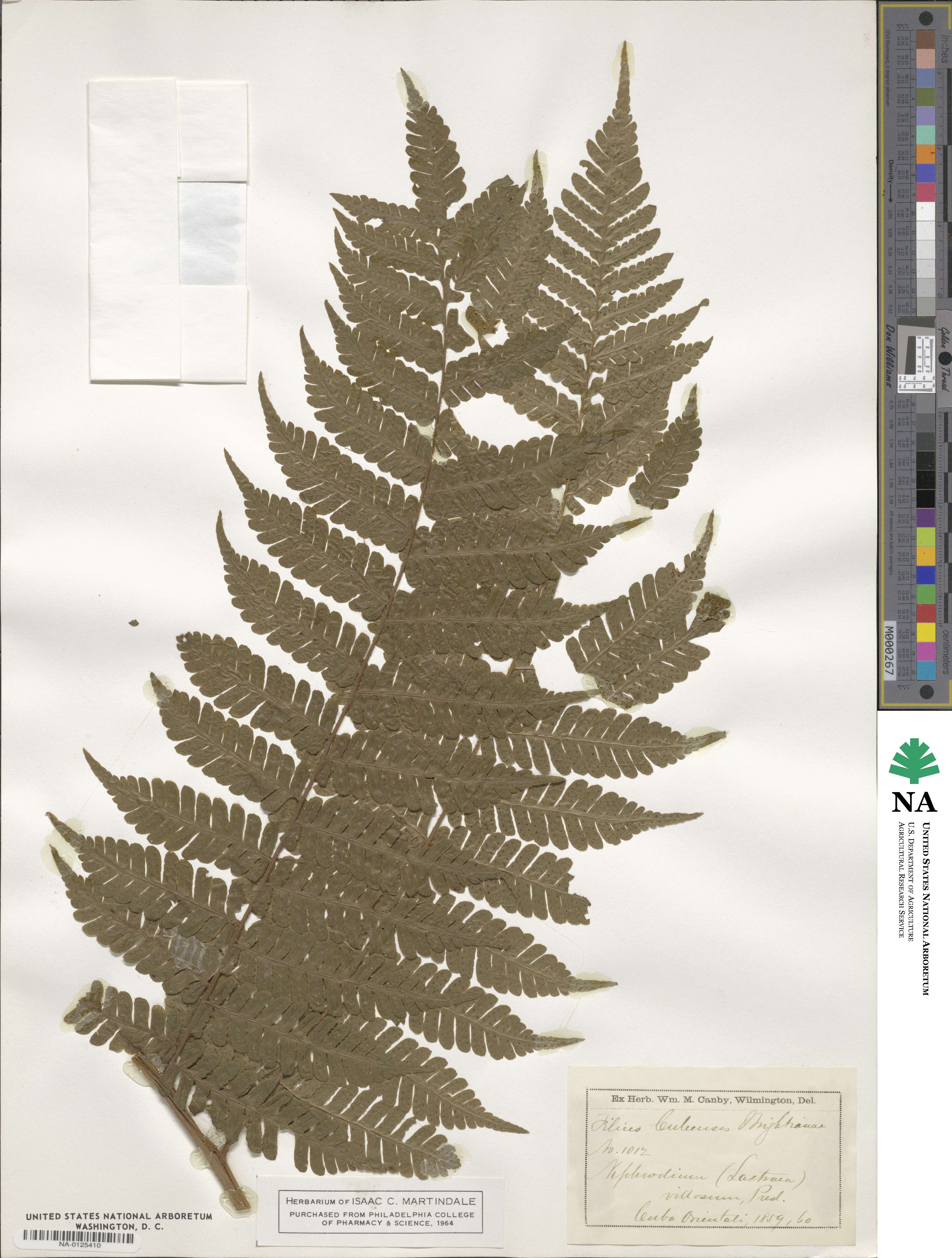 Megalastrum villosum image