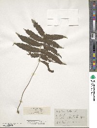 Christella dentata image