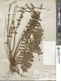 Nephrolepis exaltata image