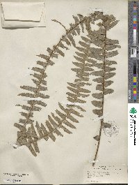 Nephrolepis exaltata image