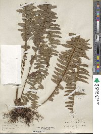 Nephrolepis exaltata image