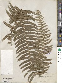Nephrolepis exaltata image