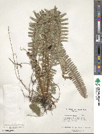Nephrolepis exaltata image