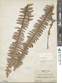 Nephrolepis exaltata image