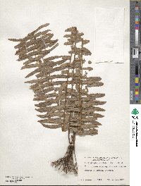Nephrolepis exaltata image