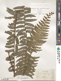 Nephrolepis exaltata image