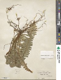 Nephrolepis exaltata image