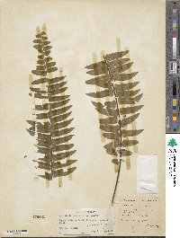 Nephrolepis exaltata image