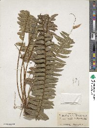 Nephrolepis exaltata image
