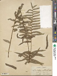 Nephrolepis exaltata image