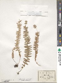 Nephrolepis cordifolia image