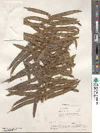 Nephrolepis exaltata image