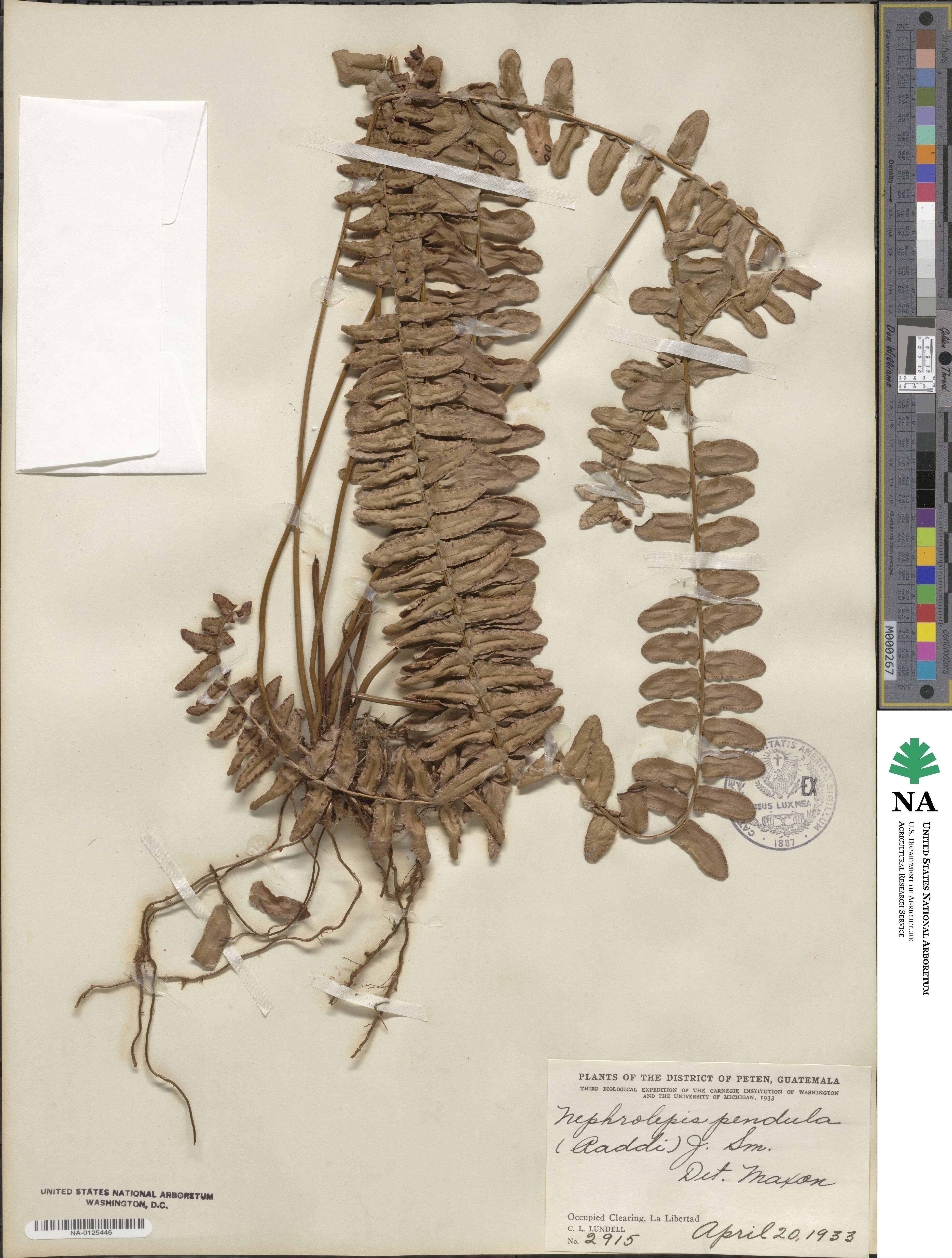 Nephrolepidaceae image