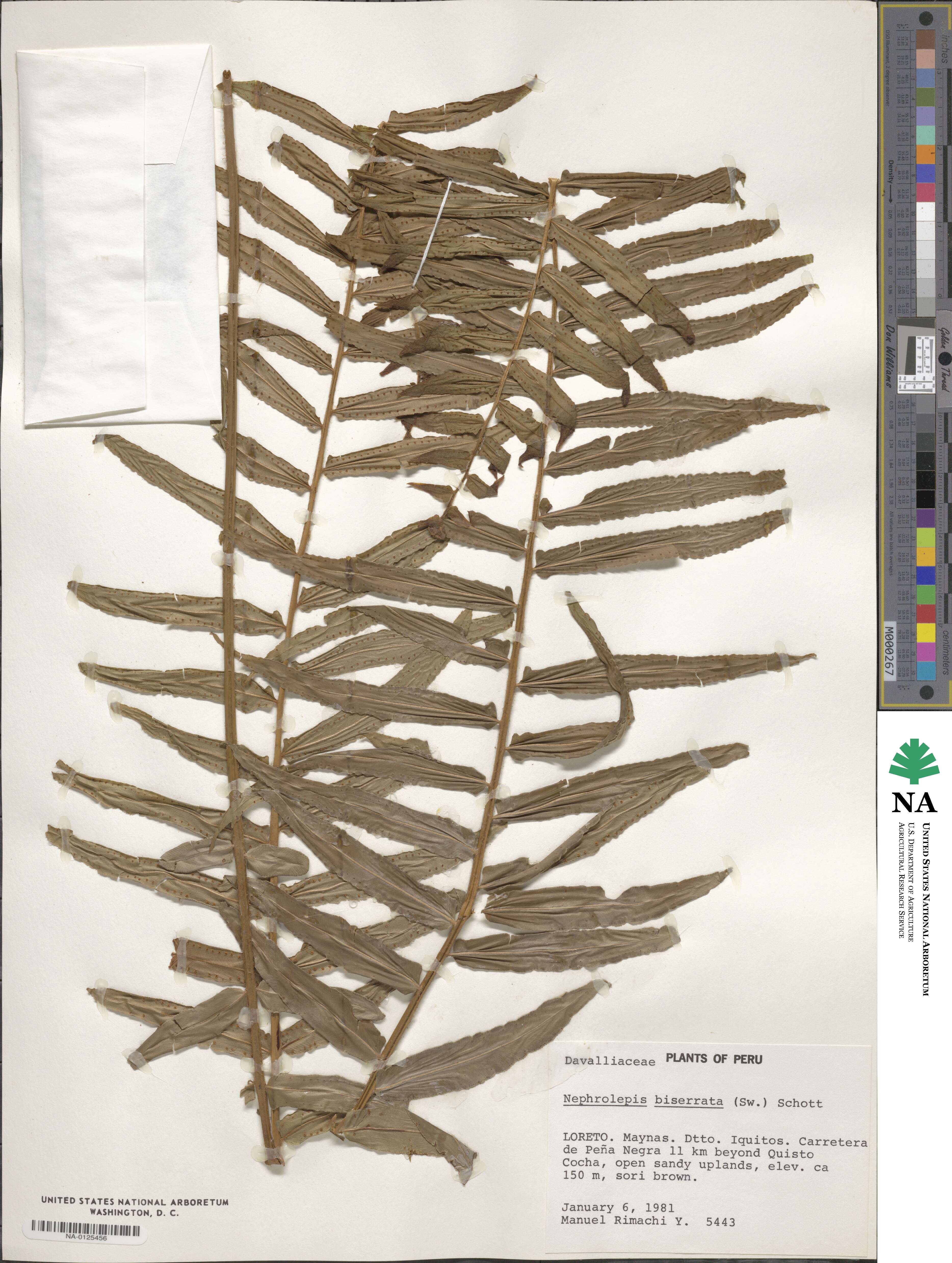 Nephrolepis biserrata image