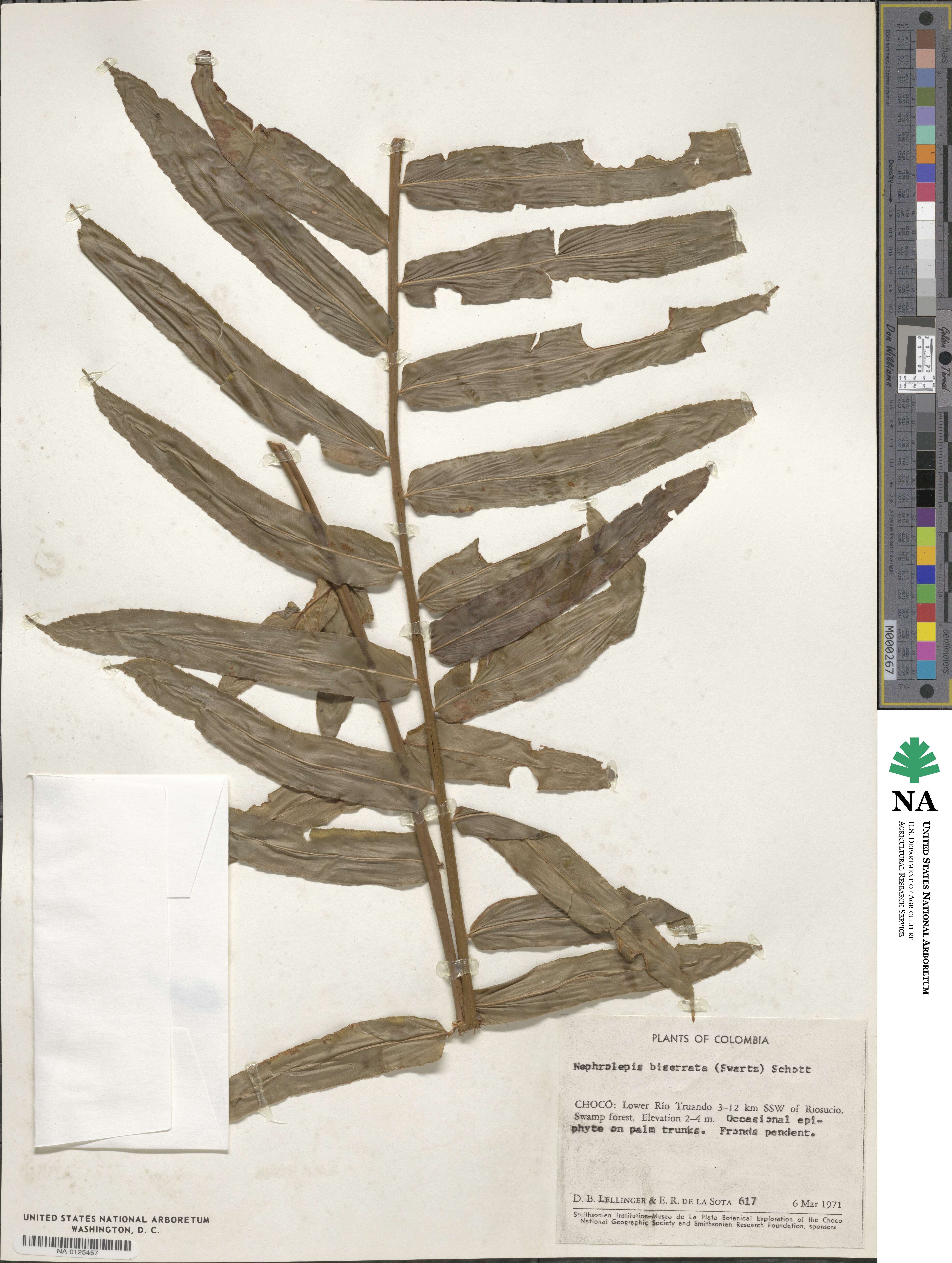 Nephrolepis biserrata image