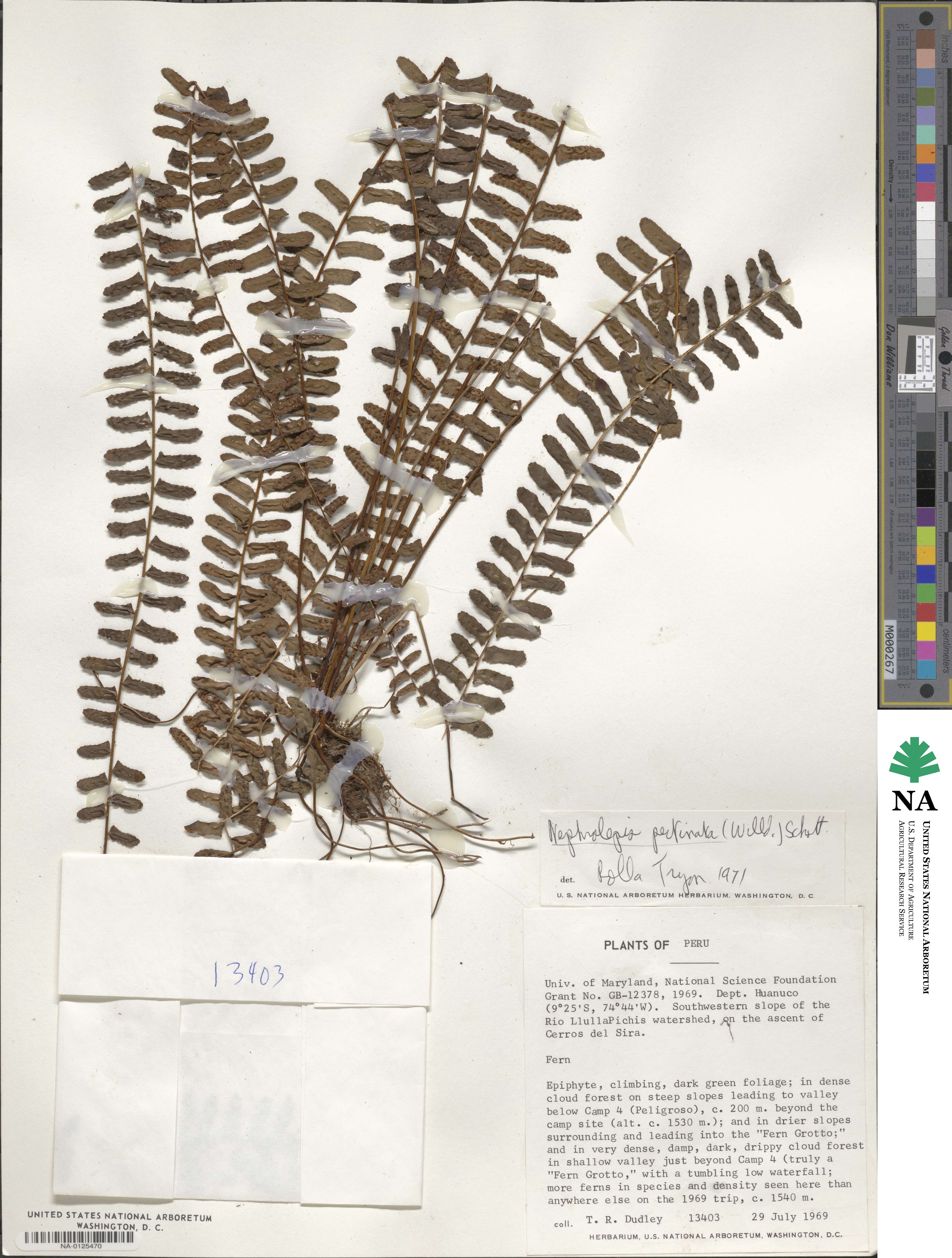 Nephrolepis pectinata image
