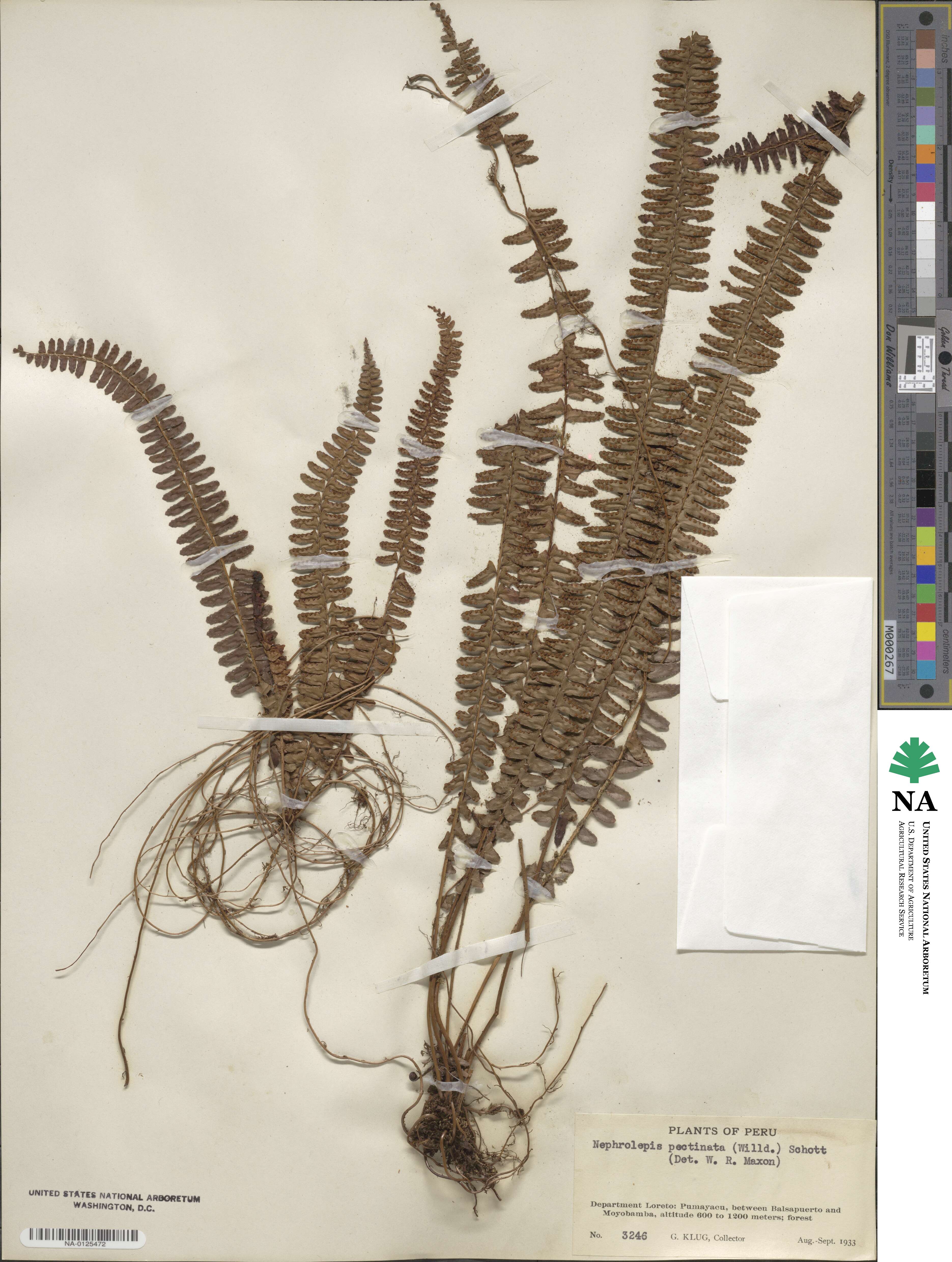 Nephrolepis image