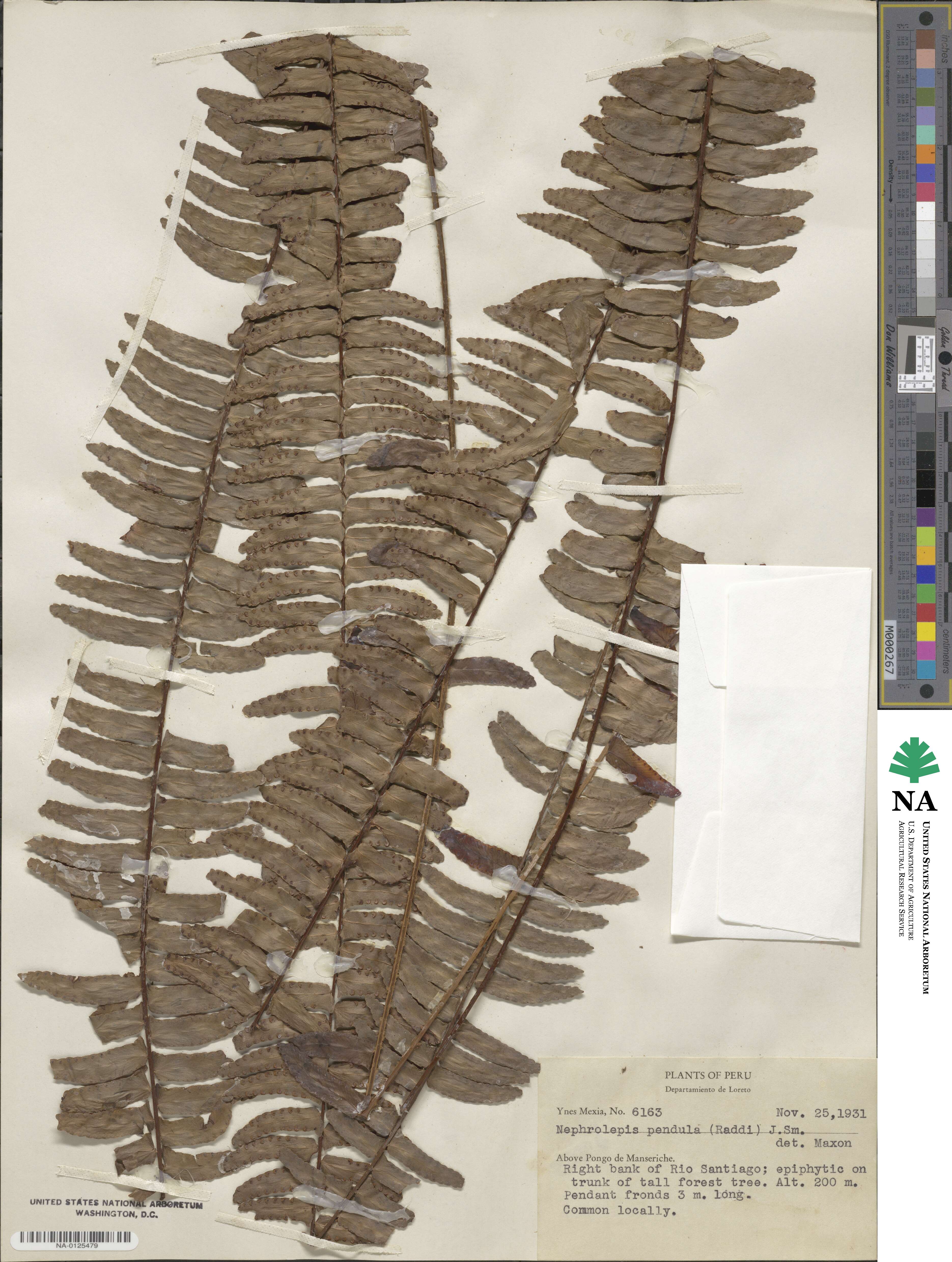 Nephrolepis pendula image