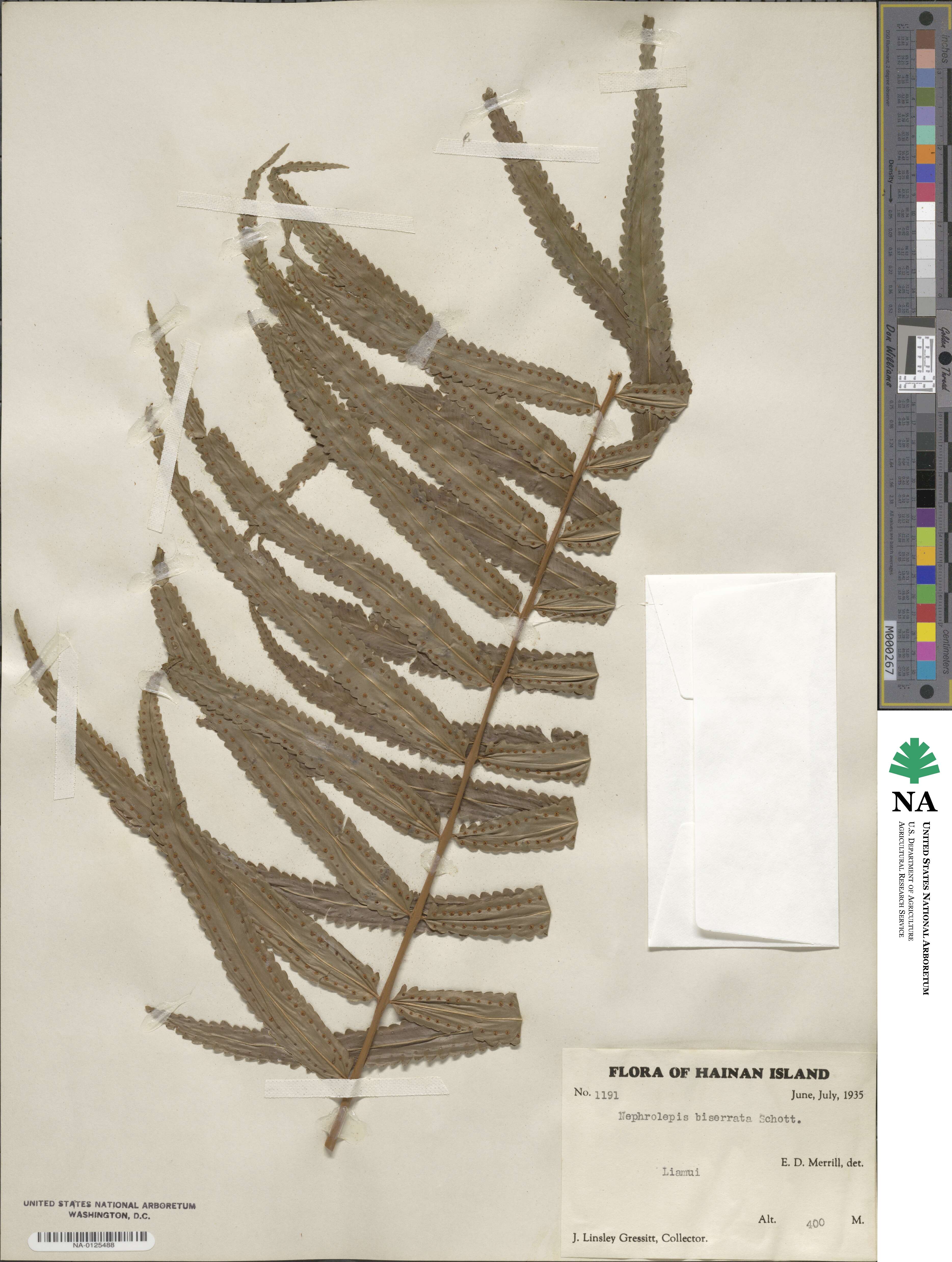 Nephrolepis biserrata image