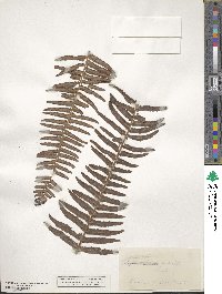 Nephrolepis exaltata image