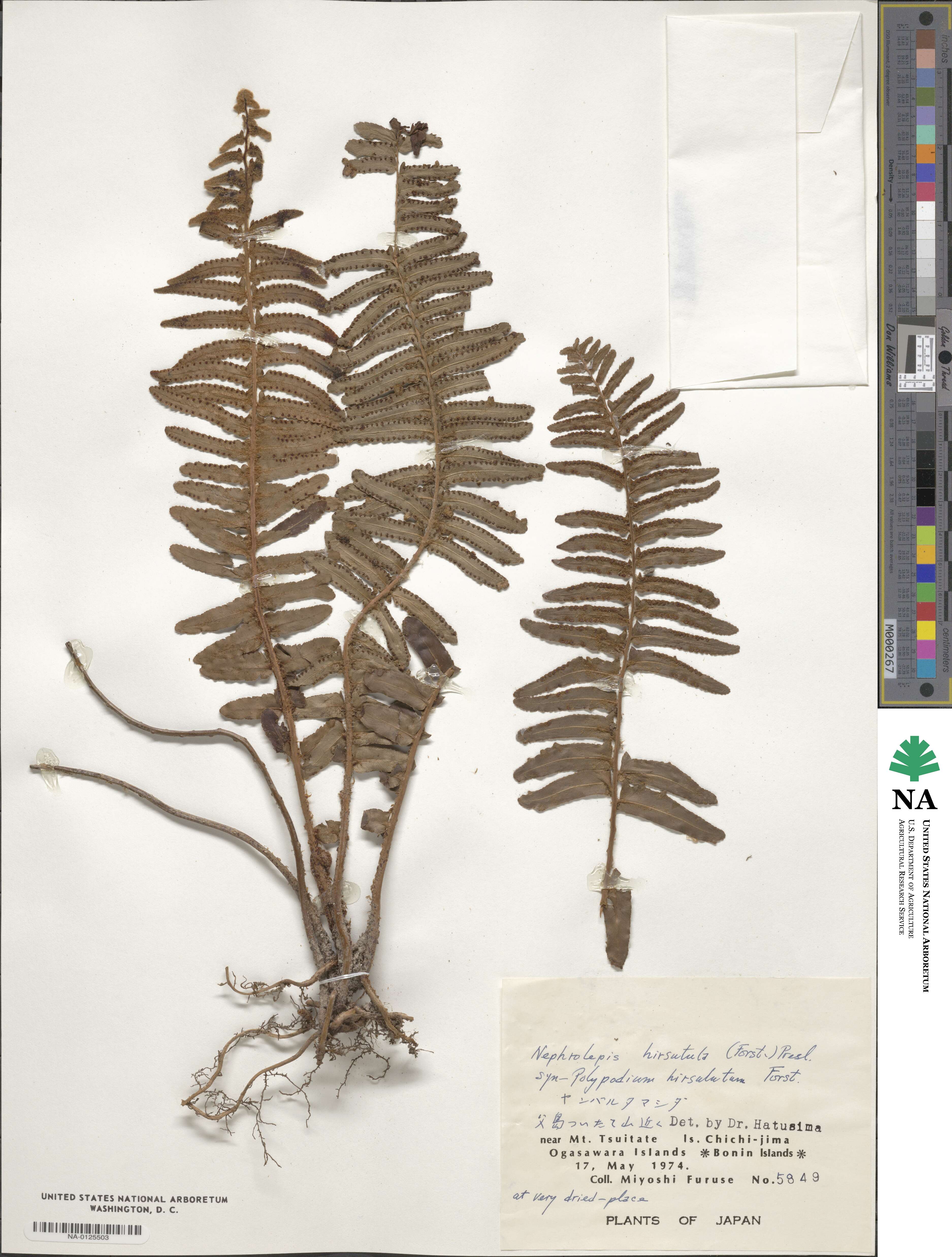Nephrolepis hirsutula image
