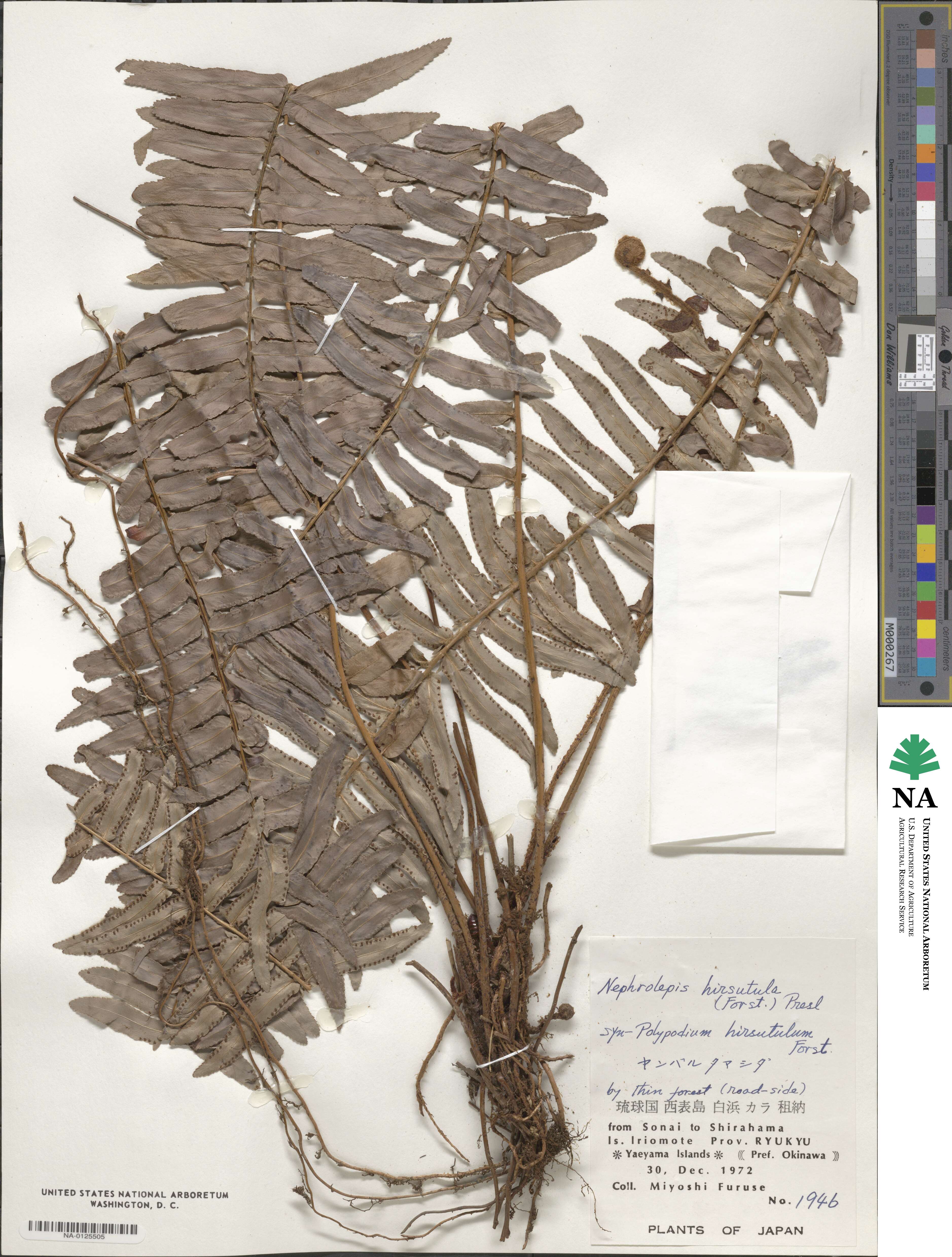Nephrolepis hirsutula image