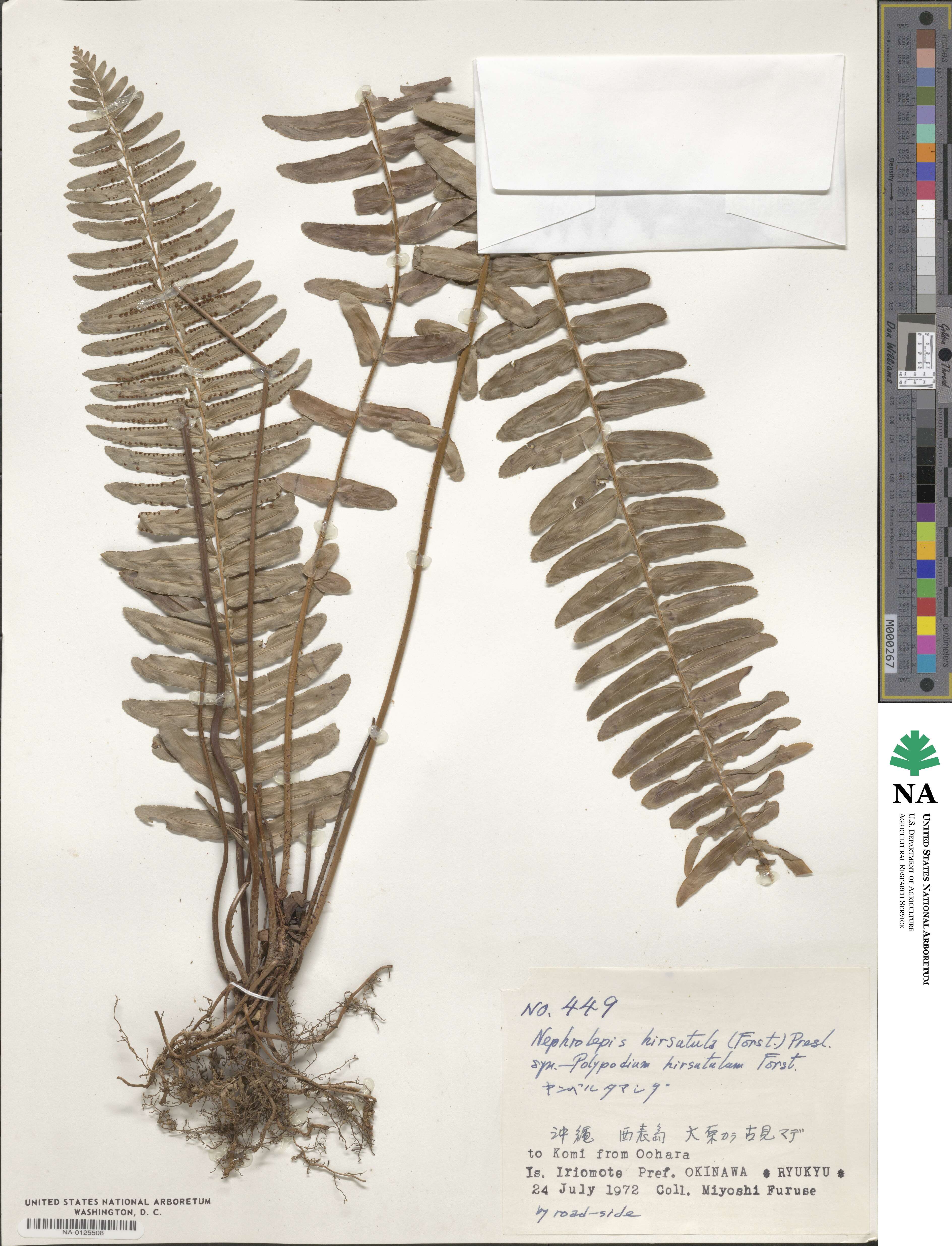 Nephrolepis hirsutula image