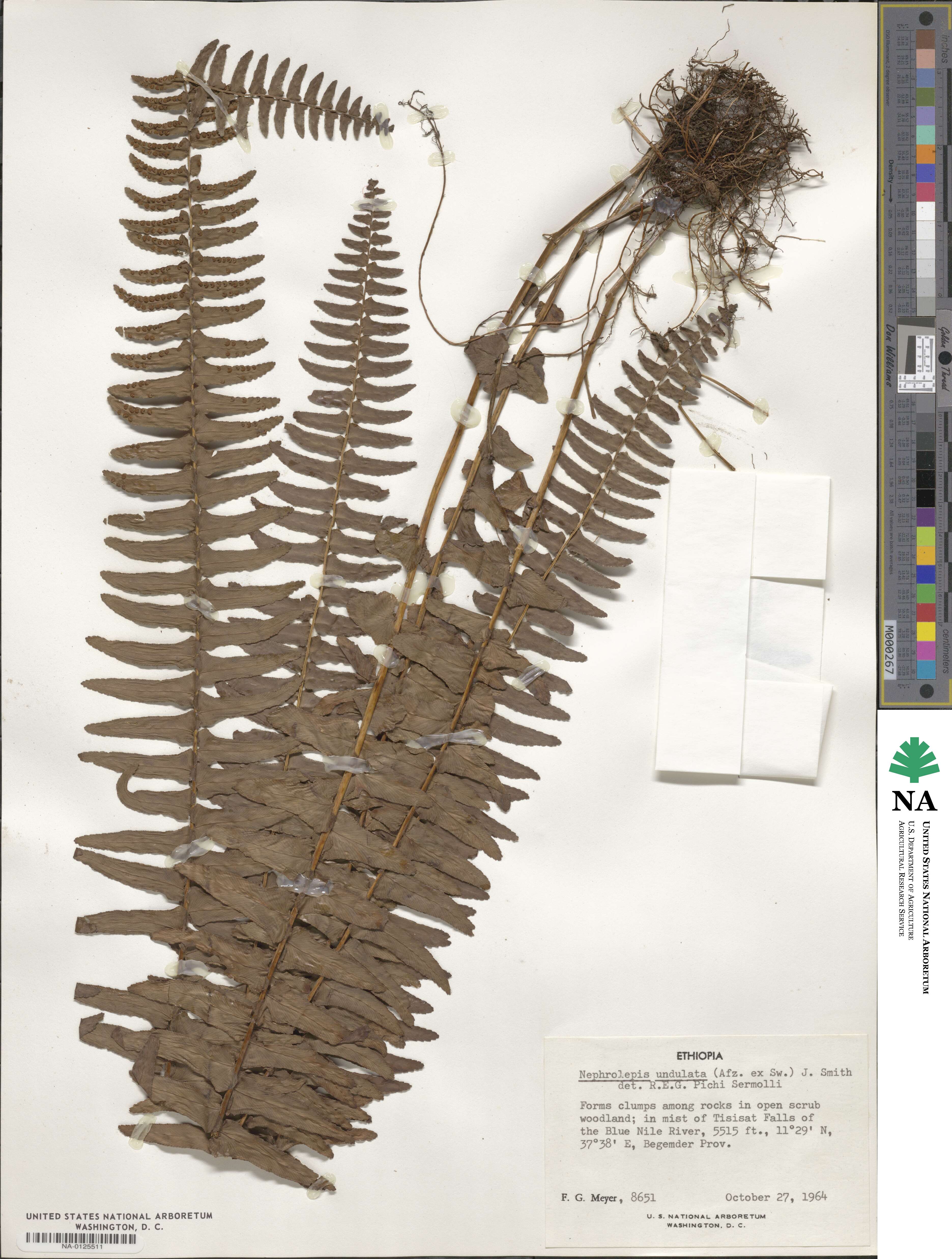Nephrolepis undulata image