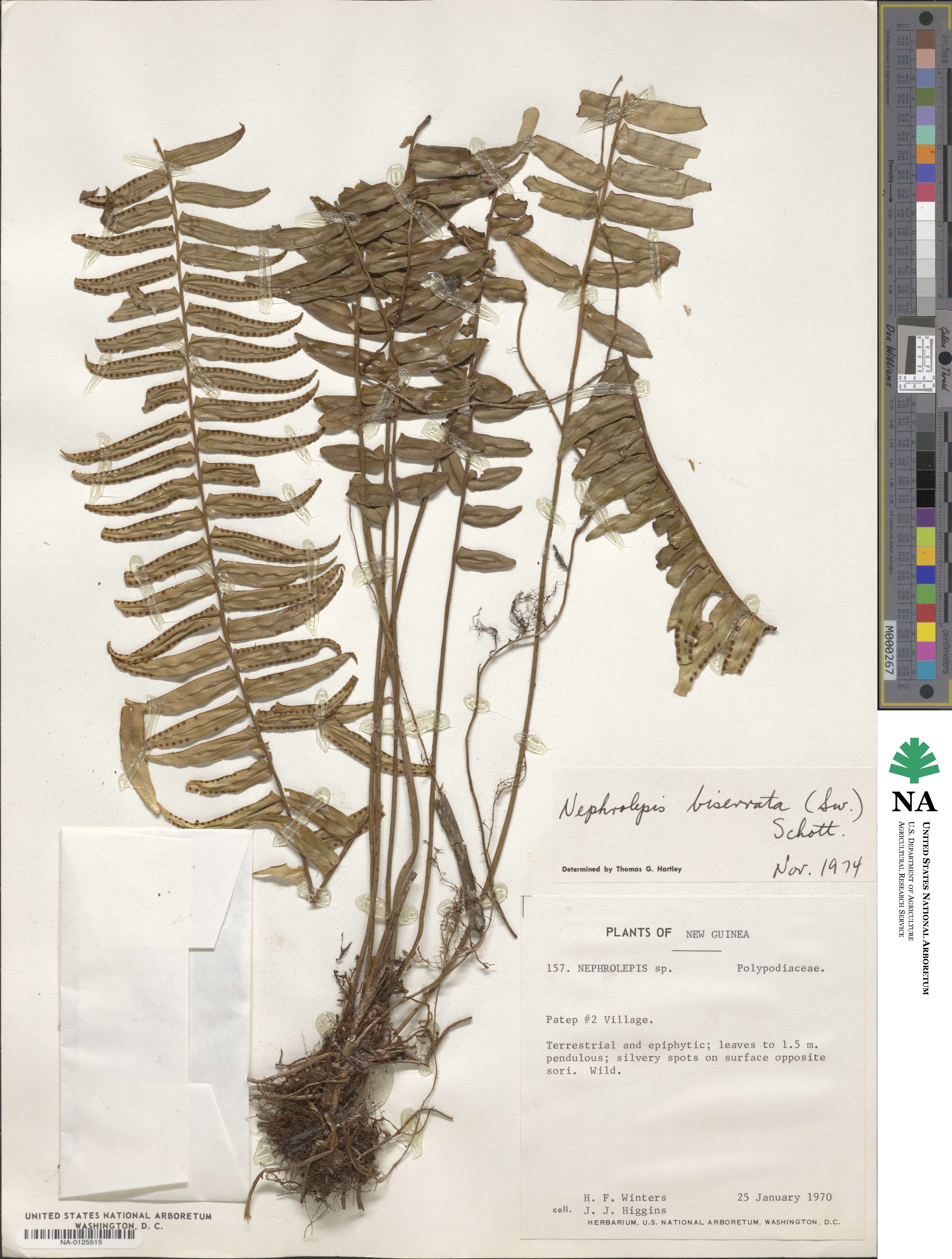 Nephrolepis biserrata image