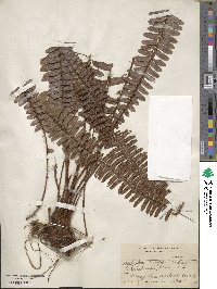 Nephrolepis cordifolia image