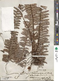 Nephrolepis cordifolia image