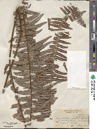 Nephrolepis exaltata image