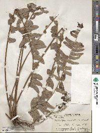 Nephrolepis exaltata image