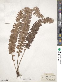 Nephrolepis exaltata image
