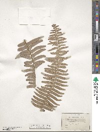 Nephrolepis exaltata image