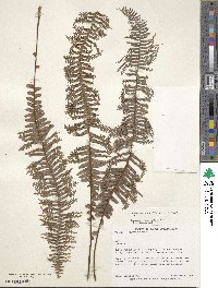 Nephrolepis cordifolia image