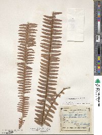 Nephrolepis cordifolia image