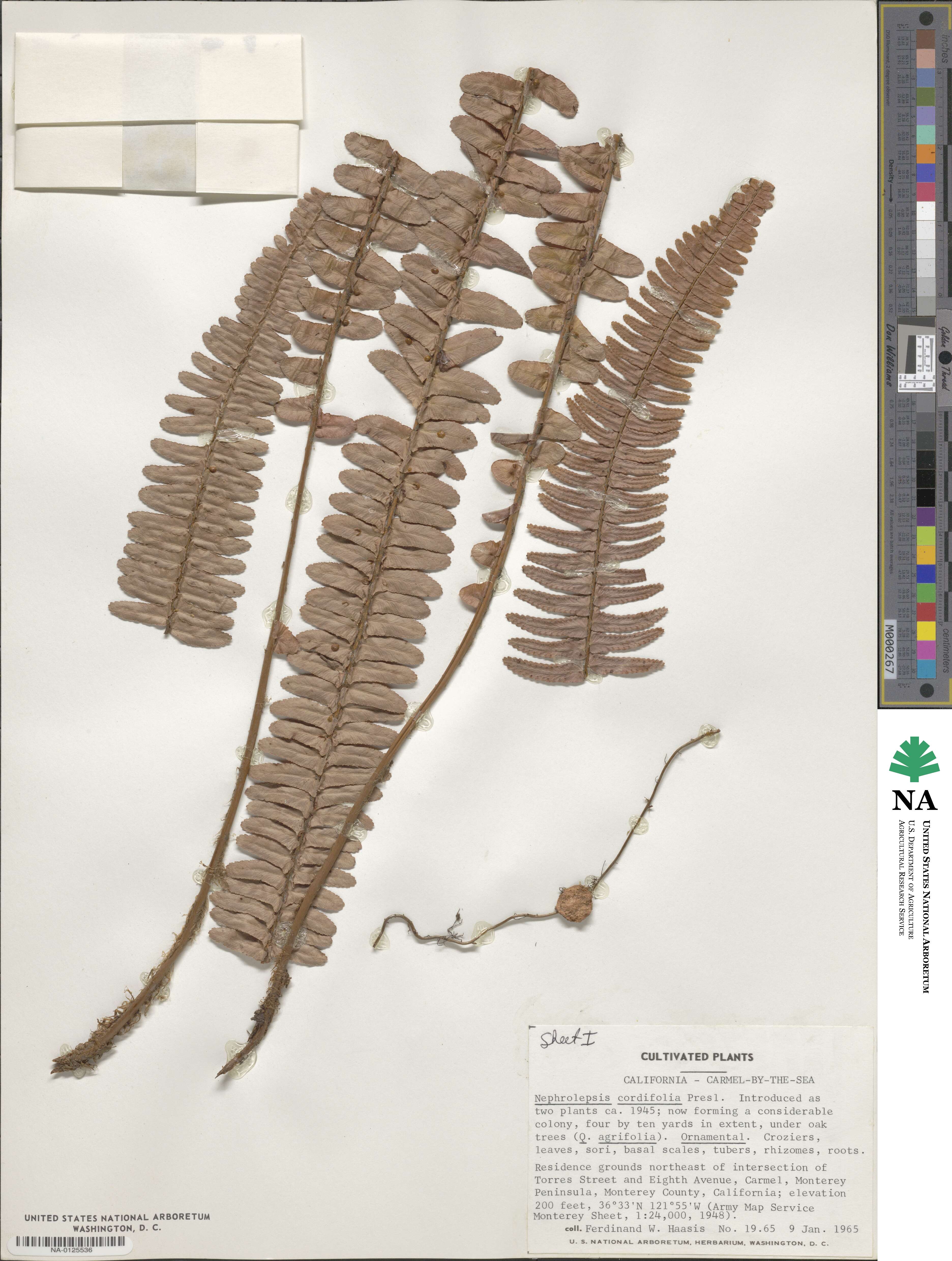 Nephrolepis cordifolia image