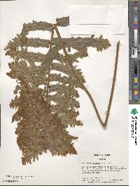 Nephrolepis exaltata image