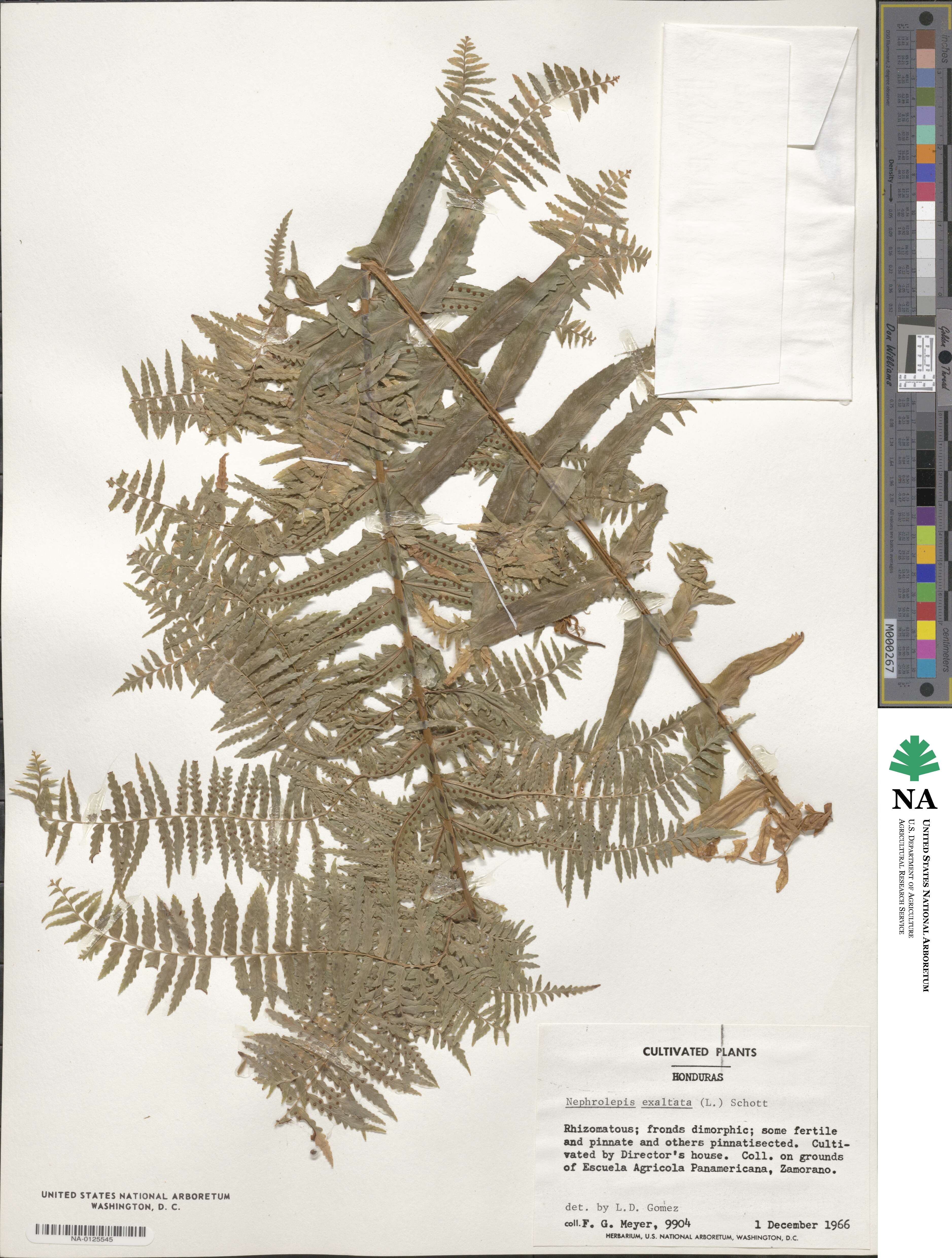 Nephrolepis exaltata image