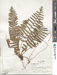 Nephrolepis exaltata image