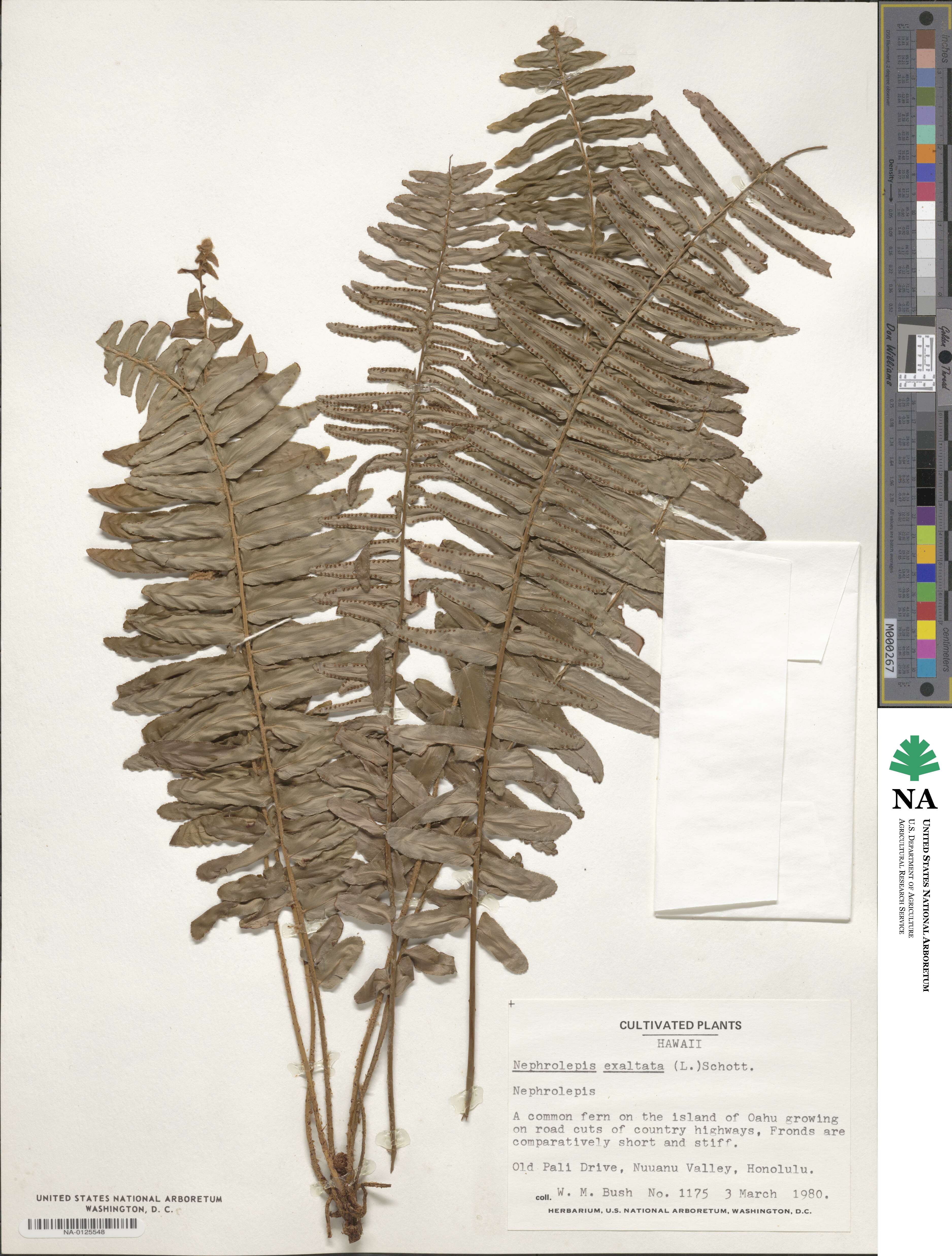 Nephrolepis exaltata image