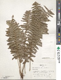 Nephrolepis exaltata image