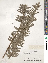 Nephrolepis exaltata image